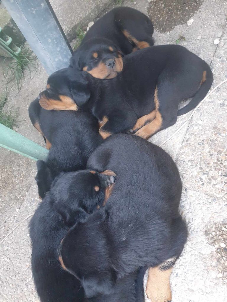 chiot Rottweiler de l'Aura des Anges Gardiens