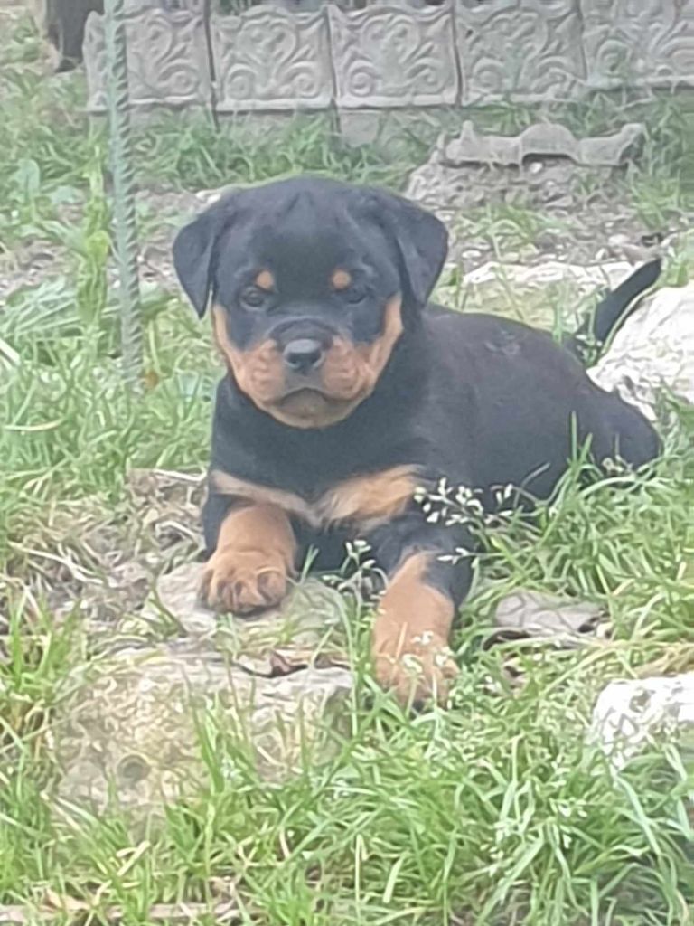 de l'Aura des Anges Gardiens - Chiot disponible  - Rottweiler