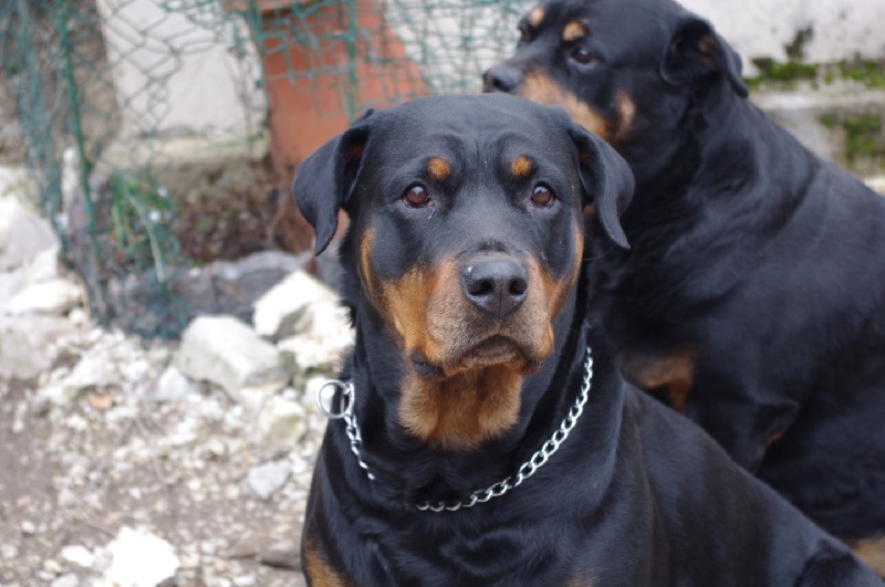 Charonne de l'Aura des Anges Gardiens