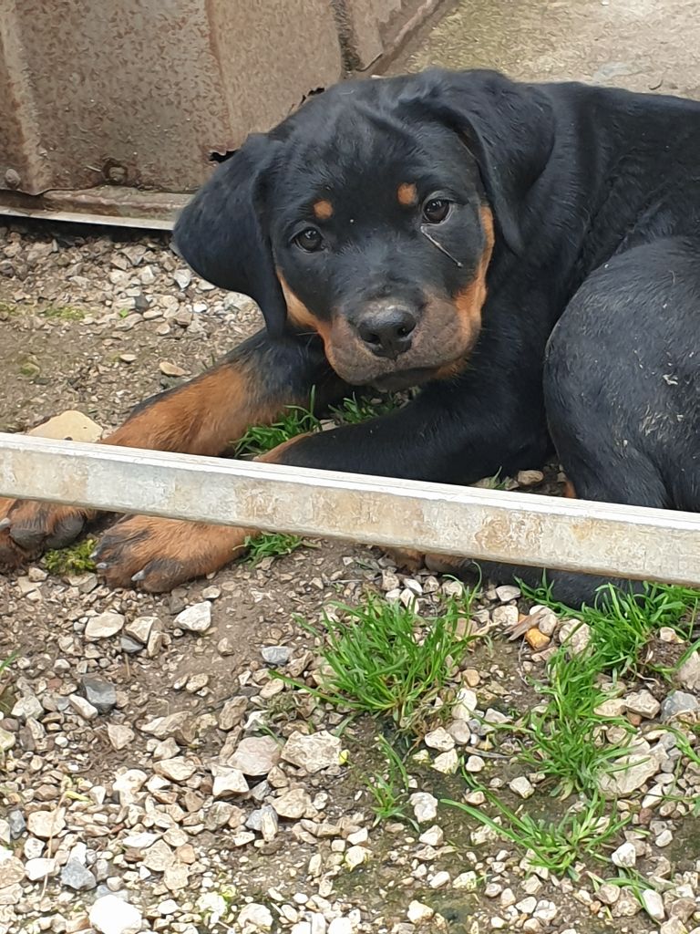 de l'Aura des Anges Gardiens - Chiots disponibles - Rottweiler