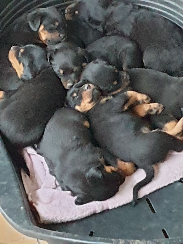 Chiot Rottweiler de l'Aura des Anges Gardiens
