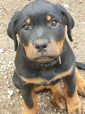 Chiot 5