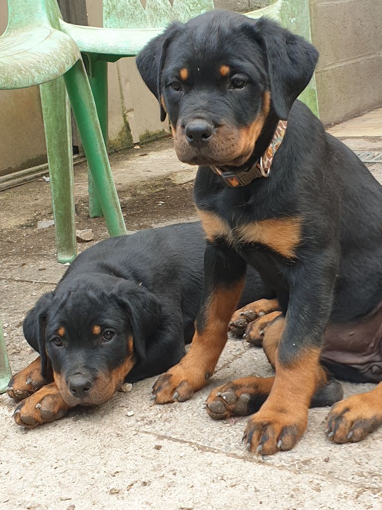 de l'Aura des Anges Gardiens - Chiots disponibles - Rottweiler