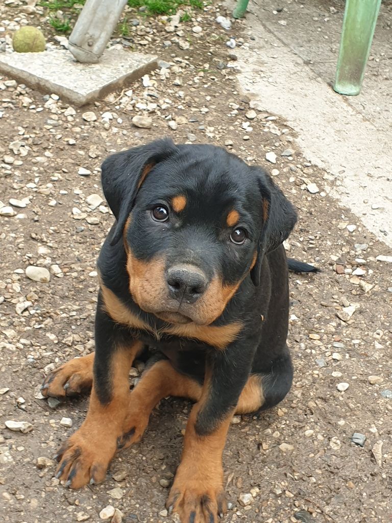 de l'Aura des Anges Gardiens - Chiots disponibles - Rottweiler