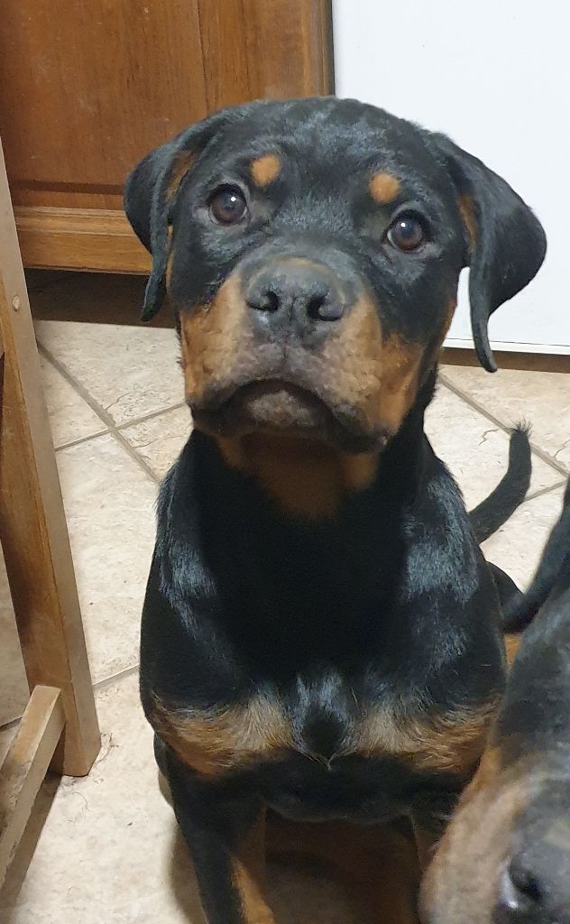 de l'Aura des Anges Gardiens - Chiots disponibles - Rottweiler